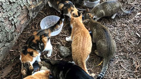 Soccs Treasure Hunt Soccs Sotogrande Cat Care Society Powered By