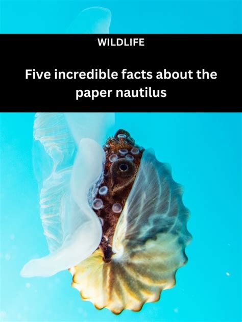 Five Incredible Facts About The Paper Nautilus Australian Geographic