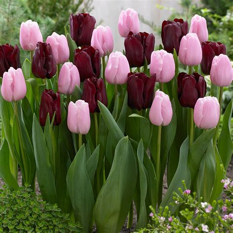 Buy Tulip Pink Diamond At Uk