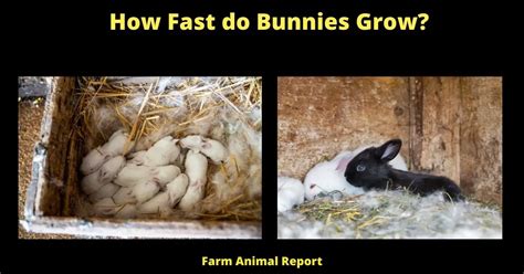 How Fast Do Bunnies Grow Bunnies