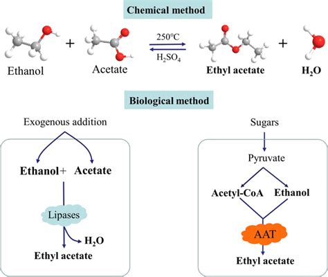 Production Of Ethyl Acetate By Chemical Method And Biological Method