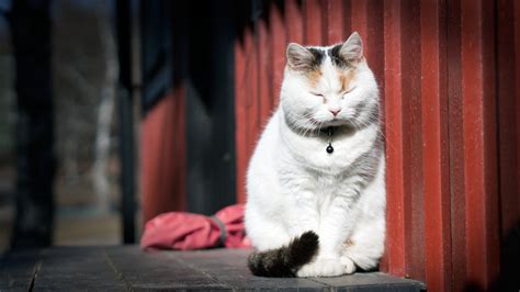 무료 이미지 화이트 귀엽다 착한 애 모피 모호한 편하게 하다 고양이 새끼 자고있는 좌석 평화 꾀하다 구레