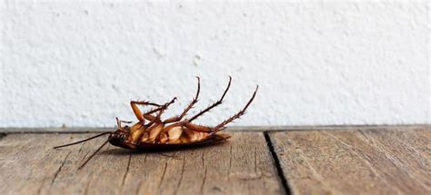 We offer pesticides to do your own general pest control services for insects such as palmetto bugs or. Pest Control: DIY or Go to the Pros? | DoItYourself.com
