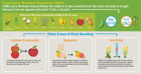 Genetically Modified Organisms Examples In Plants Freeskill