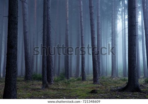 Forest Autumn Morning Mist Stock Photo Edit Now 721348609