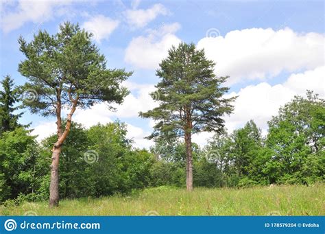 Pine Trees In The Summer Against A Blue Sky Stock Photo Image Of