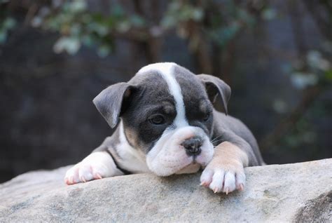 43 Blue Old English Bulldog Puppies For Sale Photo Bleumoonproductions