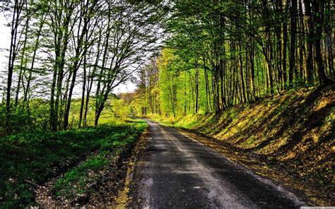 Forest Tree Nature Road Background Full Hd Download Cbeditz