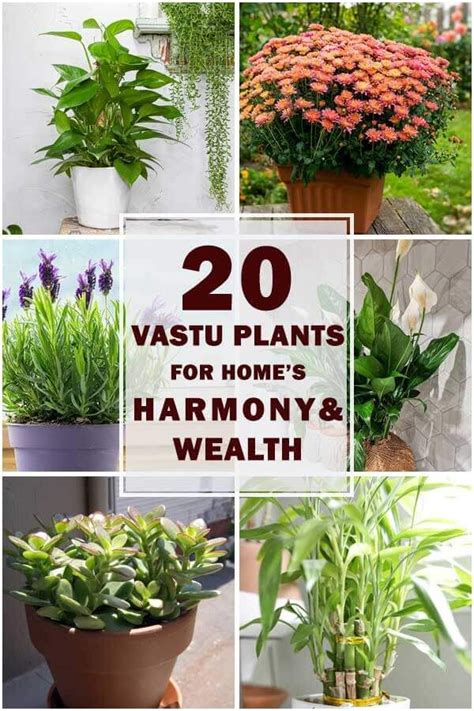 20 Best Vastu Plants For Harmony And Wealth Artofit