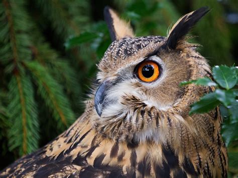 Great Horned Owl Owl Owl Bird Portrait Forest Eyes Eye