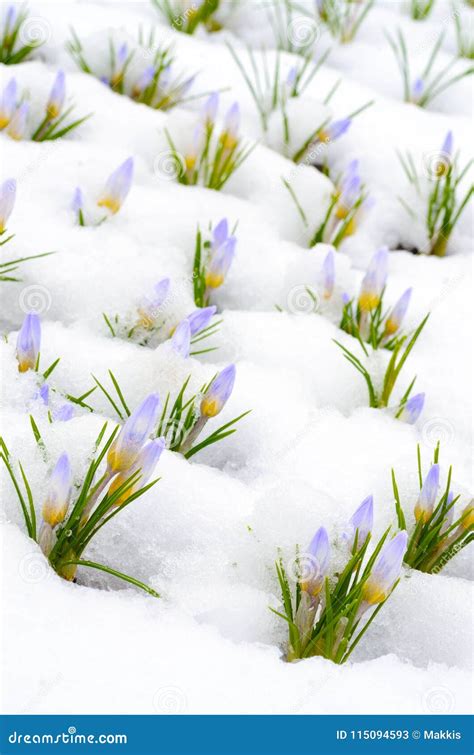 Crocus Flowers Covered With Snow In Spring Stock Image Image Of