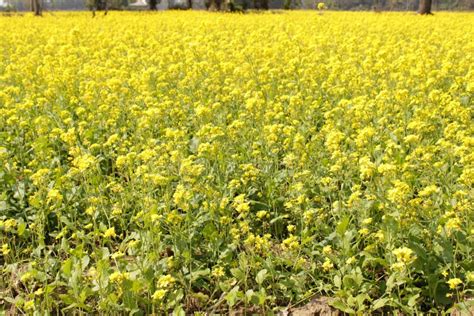 Yellow Mustard Flowers In Field Is Full Blooming Looking Beautiful And