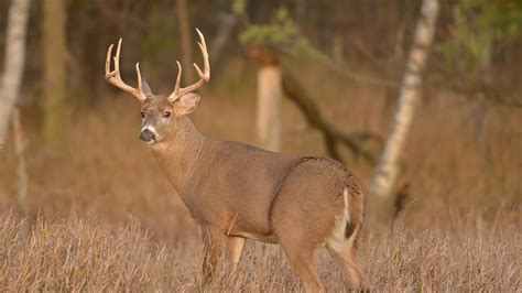 Learn How Big Bucks Choose Core Areas On Hunting Land Youtube