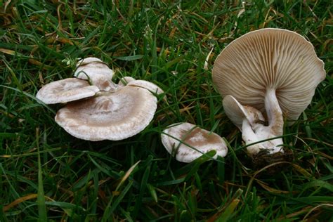 Types Of Wild Mushrooms In Missouri Mid Missouri Morels And Mushrooms