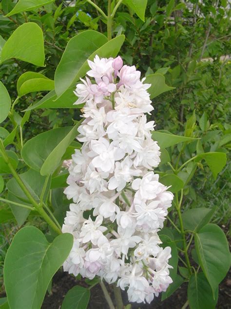 Видео beauty of moscow lilac канала mykelangelo buonarroti. Beauty of Moscow Lilac - Gardening Photo (1383465) - Fanpop