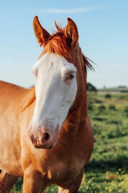 4000 Best Horse Photos · 100 Free Download · Pexels Stock Photos