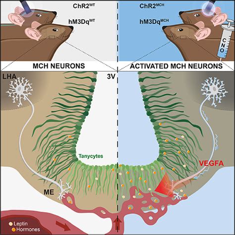 Mch Neurons And The Median Eminence Barrier Matteo Oliverio Sciart