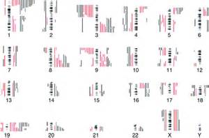 Karyogram illustrating the distribution of genetic ...