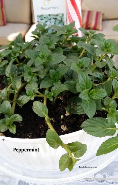 Grow Mint Indoors Spearmint And Peppermint The Foodie Gardener