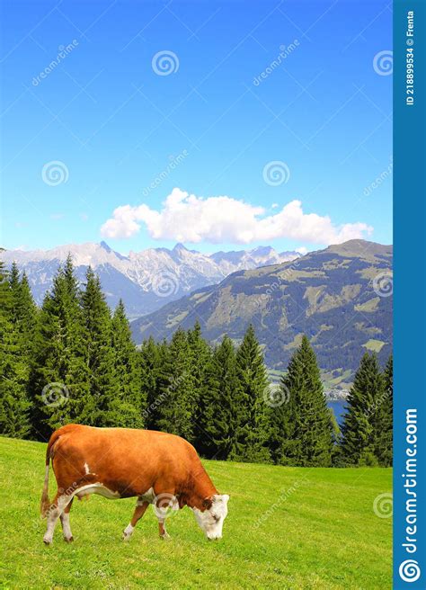 Cow Grazing In A Mountain Meadow In Alps Mountains Tirol Austria