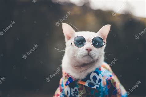 Portrait Of Hipster White Cat Wearing Sunglasses And Shirt Premium Photo