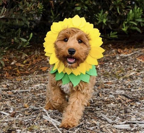 Sunflower 🌻 Dog Costume Cute Dog Halloween Costumes Cute Dog