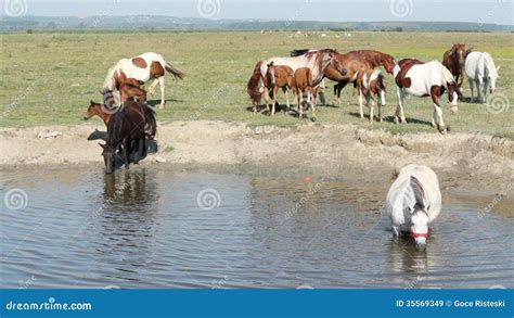 Horses Drink Water Stock Video Footage Video Of Mammal 35569349