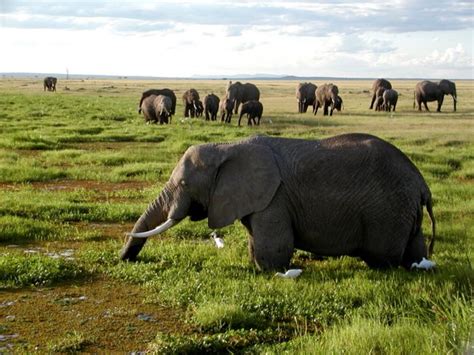 Biggest Animals On Earth Species Wise List Of The Largest Creatures