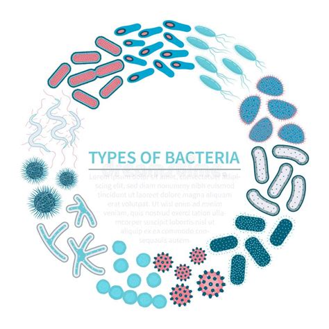 Types Of Microorganisms Bacteria Fungi One Celled Eukaryote And