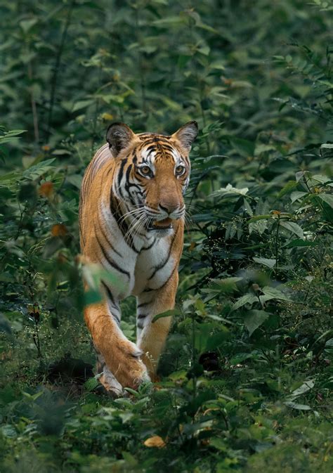 Photo Of Tiger Walking Near Plants · Free Stock Photo