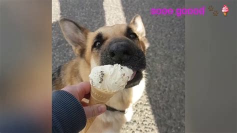 Dog Goes To Ice Cream Van Everyday Youtube