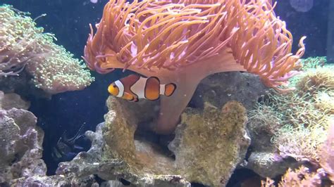 Finding Nemo In Real Life Youtube