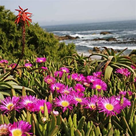 Glorious Wildflowers Of South Africa With Nick Bailey