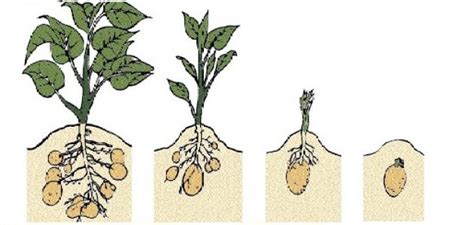 كيف تنمو البذرة لتصبح نبتة صغيرة