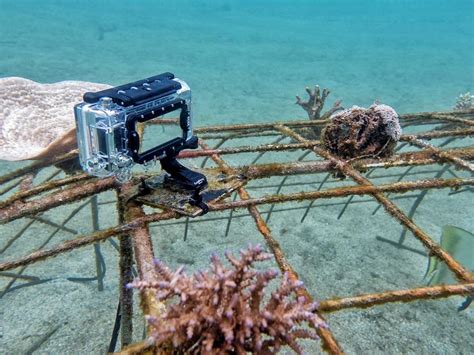 Customer Project In Progress Gopro Underwater Time Lapse Of Coral