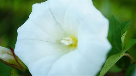White Morning Glory Flower In Bloom Close Up Photography · Free Stock Photo