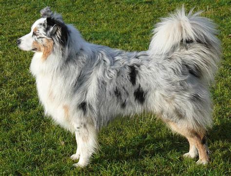 Australian Shepherd Dog Breed Information Pictures And More
