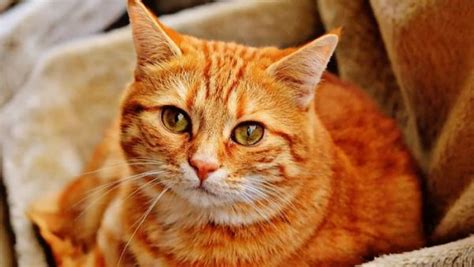 Orange Cats And Red Tabby Cats