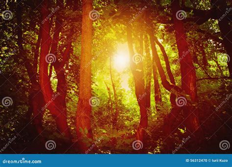 Majestic Colorful Forest With Sunny Beams Dramatic Evening Fore Stock