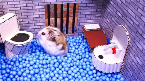 Game nuôi hamster Hamster escapes the awesome maze for Pets in real life in Hamster stories