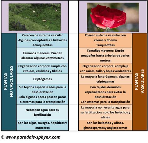 Diferencias Entre Plantas Vasculares Y No Vasculares Naturaleza Y