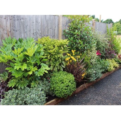 They don't require as much care as other plants and flowers do. Small Evergreen Perennials Uk Garden Design Ideas Clever ...