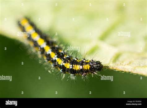 Dollzis Black And Yellow Caterpillar Uk