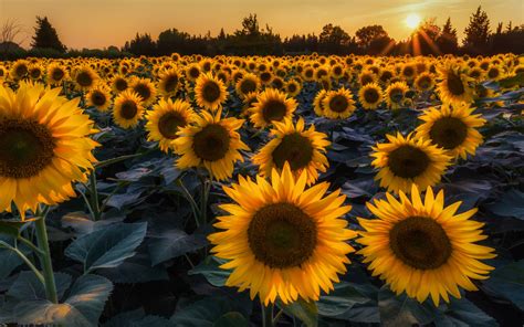 Prettiest Sunflower Fields Wallpaper For Widescreen Desktop Pc