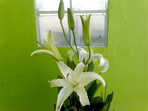 Flowers In The Philippines Stargazer Lily White