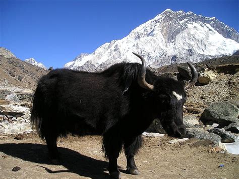 The Animals Of The Himalayas How It Works