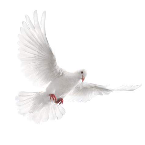 Png Beyaz Güvercin Resimleri Beyaz Güvercinler Png White Pigeon