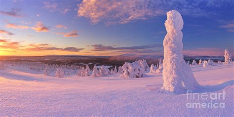 Sunset Over Frozen Trees On A Mountain In Finnish Lapland Photograph By