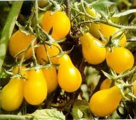 Yellow Pear Tomatoes Seeds More Heirloom Organic Non Gmo