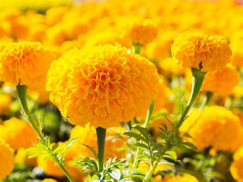Yellow Color Schemes How To Create A Yellow Garden
